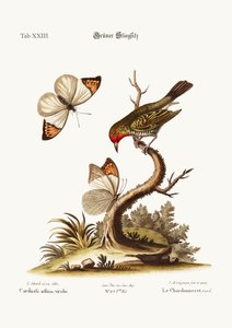 The Green Goldfinch, 1749-73